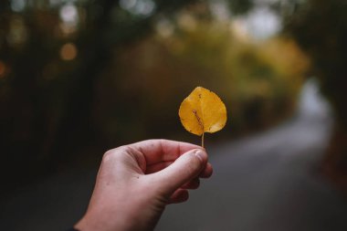 Erkek El, sonbahar ağaçlarıyla çevrili bir ormanda yolun ortasında sarı bir yaprak tutuyor. sonbahar ılık arkaplanı