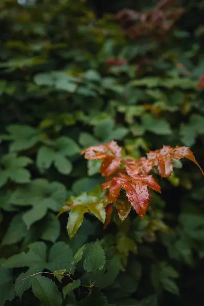 在柔和的光线下 紧贴橙色秋天树叶的图像 古色古香 秋色背景 — 图库照片