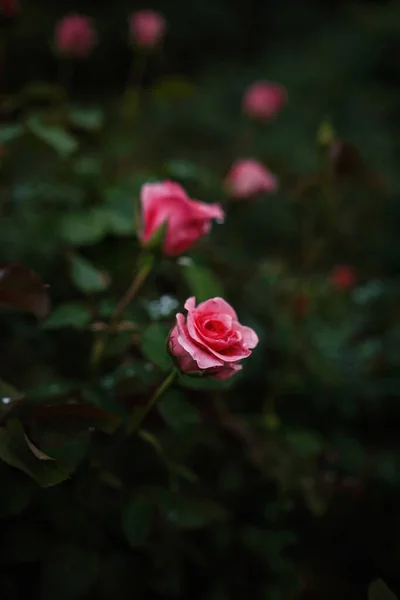 Krásné Růže Zahradě Růže Valentýna Krásné Tmavé Barvy Hipster Nebo — Stock fotografie
