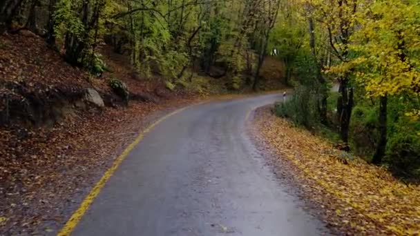 秋天的森林 日落时有乡间小路 五彩斑斓的风景 绿树成荫 乡间小路 橘红色的树叶 秋天的背景走过一片树叶 铺满了美丽的秋天背光的森林 — 图库视频影像