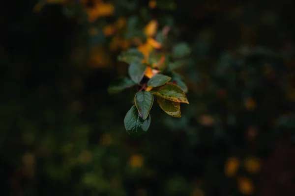 Close Afbeelding Van Oranje Herfstbladeren Bij Zacht Licht Vintage Look — Stockfoto