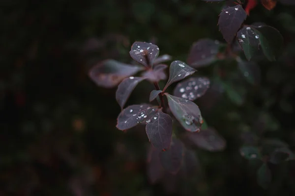 Close Afbeelding Van Oranje Herfstbladeren Bij Zacht Licht Vintage Look — Stockfoto