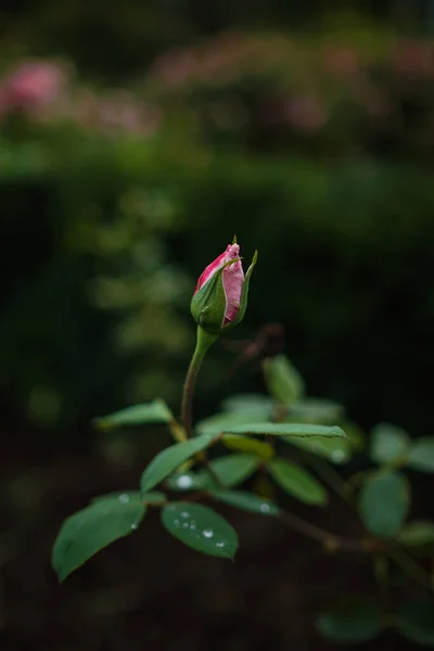 Krásné Růže Zahradě Růže Valentýna Krásné Tmavé Barvy Hipster Nebo — Stock fotografie