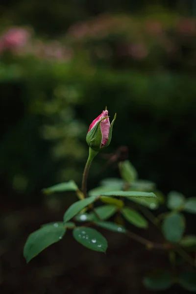 Lindas Rosas Jardim Rosas Para Dia Dos Namorados Cores Escuras — Fotografia de Stock
