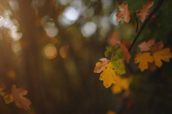 柔らかい光でオレンジの秋の葉の画像を閉じます ヴィンテージルック秋カラフルな背景 — ストック写真
