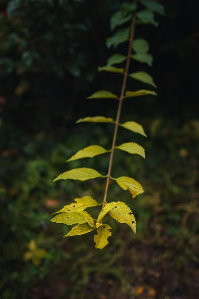 Cerrar Imagen Las Hojas Naranjas Otoño Luz Suave Aspecto Vintage — Foto de Stock