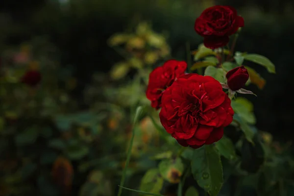 Krásné Růže Zahradě Růže Valentýna Krásné Tmavé Barvy Hipster Nebo — Stock fotografie