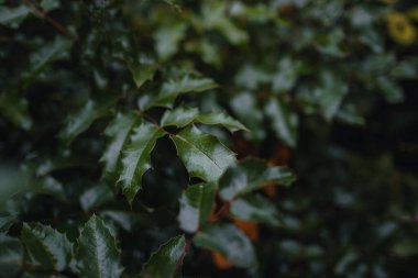 Turuncu sonbahar yapraklarının yumuşak ışıktaki görüntüsünü kapat. Klasik görünüş, sonbahar renkli arkaplan