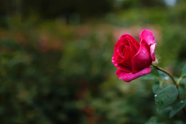 Krásné Růže Zahradě Růže Valentýna Krásné Tmavé Barvy Hipster Nebo — Stock fotografie