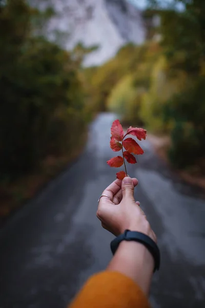 Mano Femenina Sosteniendo Una Hoja Roja Medio Camino Bosque Rodeado — Foto de Stock