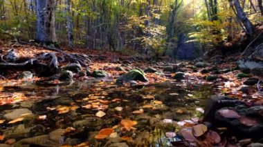 Dağdaki şelaleden akan nehrin manzarası. Dağlardaki orman nehri. Dağ Ormanı nehir manzarası. Güzel bir manzara. Düş! Sonbahar havası.