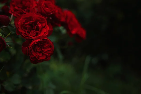 Krásné Růže Zahradě Růže Valentýna Krásné Tmavé Barvy Hipster Nebo — Stock fotografie