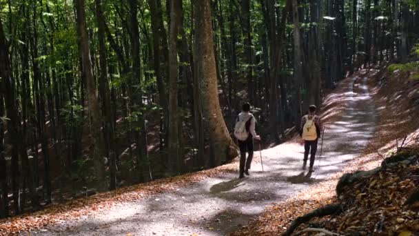 若い女性と男性の旅行者のバックビューを屋外で歩く 森の中でカップルハイキング 女性と男性のトレッキング 旅行と自然の概念 若い男性と女性のハイカーは屋外で森に登る — ストック動画