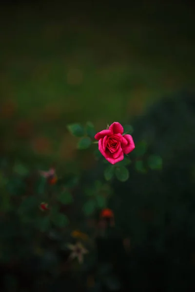 Hermosas Rosas Jardín Rosas Para San Valentín Hermosos Colores Oscuros —  Fotos de Stock