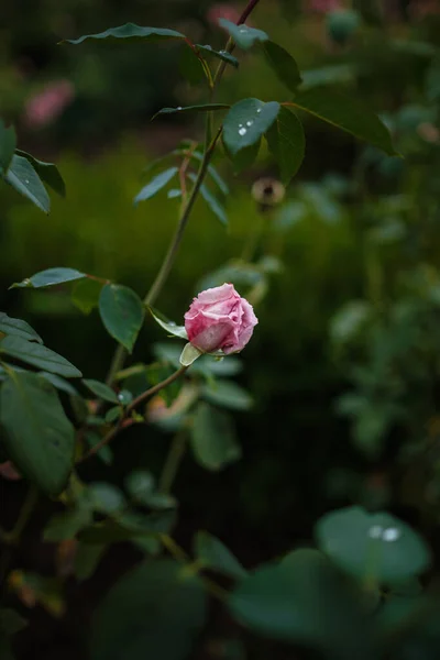 Krásné Růže Zahradě Růže Valentýna Krásné Tmavé Barvy Hipster Nebo — Stock fotografie