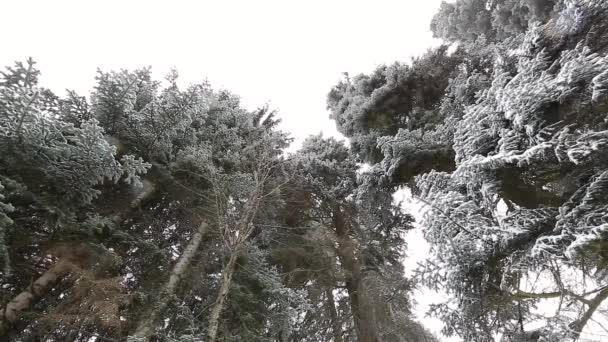 Snow Falling Fir Trees Branches Snow Falls Pine Tree Branch — Stock Video