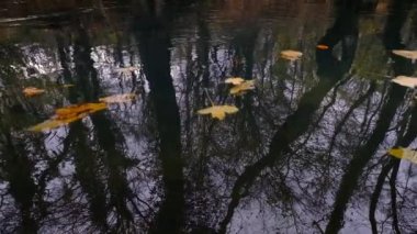 Nehir ve düşen yapraklar. Sonbaharda Urederra Nehri kaynağı.