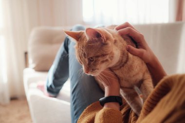 Genç Asyalı kadın evdeki kanepede evcil hayvanla güneşli bir yerde dinleniyor. Güzel kızıl tekir kedi. Hayvanlar ve yaşam tarzı konsepti.