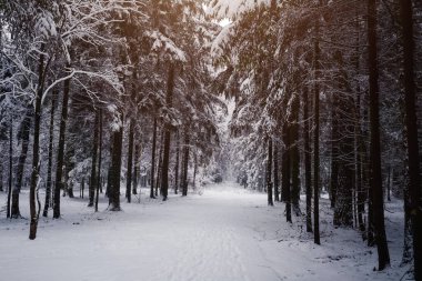 Çam ağaçları soğuk bir akşamda karla kaplıdır. Güzel kış fotoğrafı.
