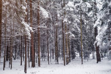 Çam ağaçları soğuk bir akşamda karla kaplıdır. Güzel kış fotoğrafı.