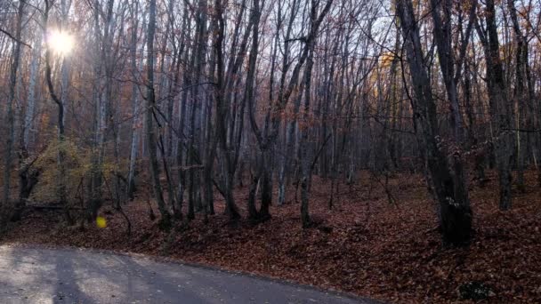 Дорога через осенний лес. Солнечное утро в лесу. — стоковое видео