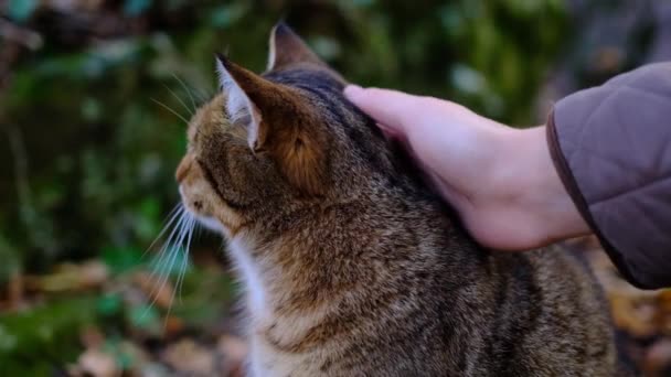 A hand caresses a tabby cat in the forest. Cute cat — Stock Video