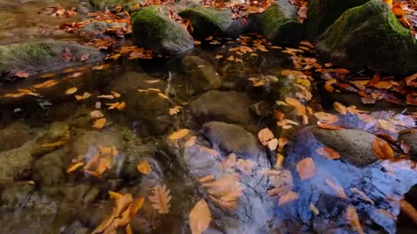 Vue sur la rivière qui coule de la cascade de montagne. Rivière forestière dans les montagnes. — Video