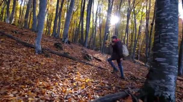 Człowiek cieszy się przyrodą, spacerując samotnie w słonecznym lesie w jesienny dzień — Wideo stockowe