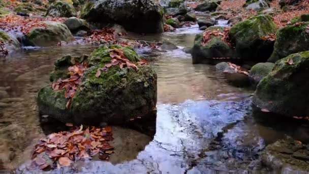 산 폭포에서 흐르는 강의 모습. 산에 있는 삼림의 강. — 비디오