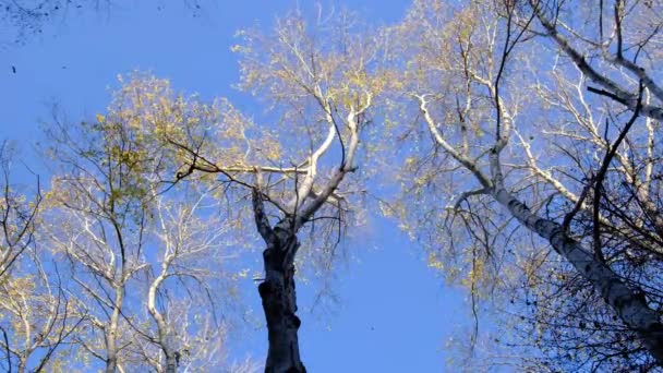 Száraz levelek hullanak le egy sárga őszi fáról a kék ég hátterében, napsütéses napon. — Stock videók