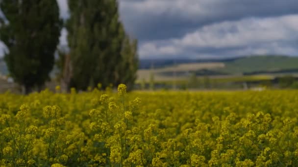 Dolly shot Bloeiende koolzaad canola olie akkers b rechts gele bloemen — Stockvideo