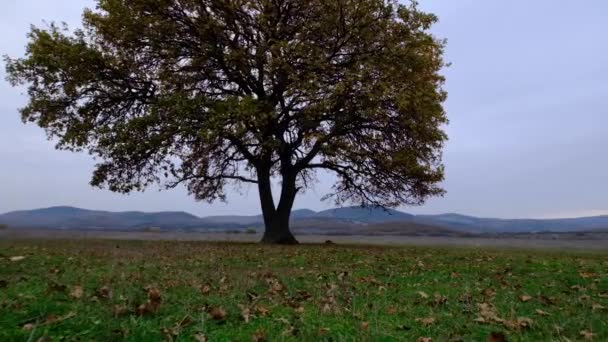 자연환경의 초원에 있는 외로운 오크 나무입니다. 시골 풍경. — 비디오