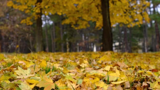 Herbst bunten Hintergrund, Herbst Hintergrund. Herbstblätter am Baum — Stockvideo