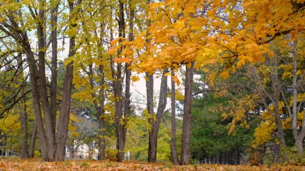 Осенний красочный фон, осенний фон. осенние листья на дереве — стоковое видео