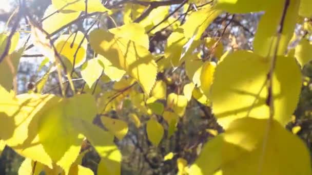 Doğa Videosu Senaryosu. Rüzgarın estiği renkli yaprağın yakın çekimi. — Stok video