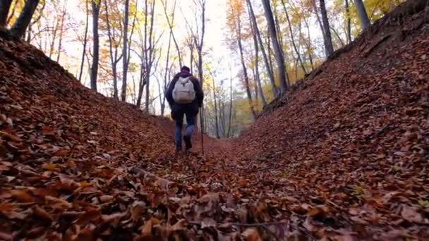 L'uomo si sta godendo la natura, camminando da solo nella foresta soleggiata durante la giornata autunnale — Video Stock