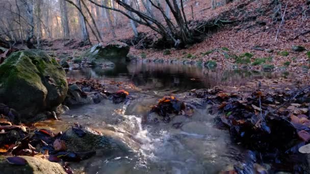 A stream in the among the autumn beech forest, large stones with green moss and fallen leaves of trees. — Stock Video