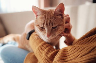 Genç Asyalı kadın evdeki kanepede evcil hayvanla güneşli bir yerde dinleniyor. Güzel kızıl tekir kedi. Hayvanlar ve yaşam tarzı konsepti.