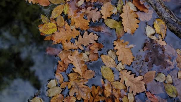 Rivier en gevallen bladeren. Rivierbron Urederra in de herfst. — Stockvideo
