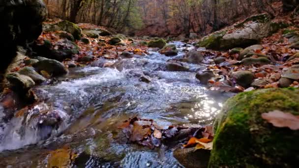 Río y hojas caídas. Fuente del río Urederra en otoño. — Vídeos de Stock