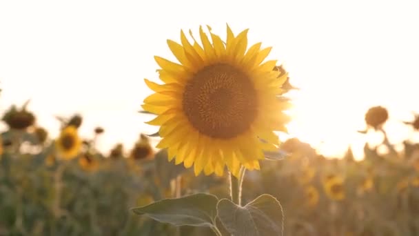 Närbild av solros på solnedgången himlen bakgrund. — Stockvideo