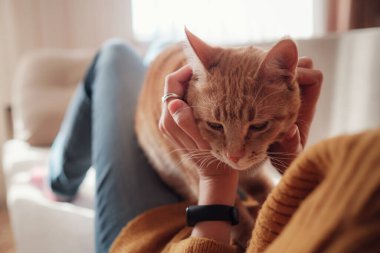 Genç Asyalı kadın evdeki kanepede evcil hayvanla güneşli bir yerde dinleniyor. Güzel kızıl tekir kedi. Hayvanlar ve yaşam tarzı konsepti.