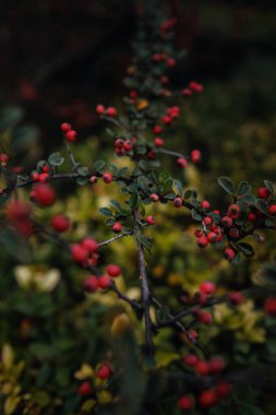 Turuncu sonbahar yapraklarının yumuşak ışıktaki görüntüsünü kapat. Klasik görünüş, sonbahar renkli arkaplan