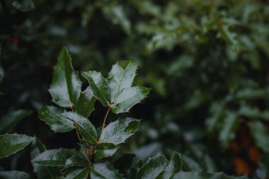 Turuncu sonbahar yapraklarının yumuşak ışıktaki görüntüsünü kapat. Klasik görünüş, sonbahar renkli arkaplan