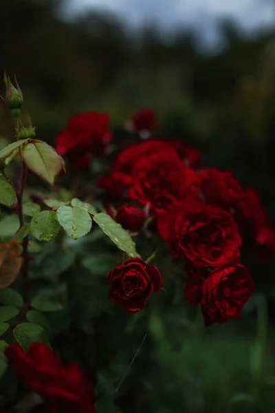 Krásné Růže Zahradě Růže Valentýna Krásné Tmavé Barvy Hipster Nebo — Stock fotografie