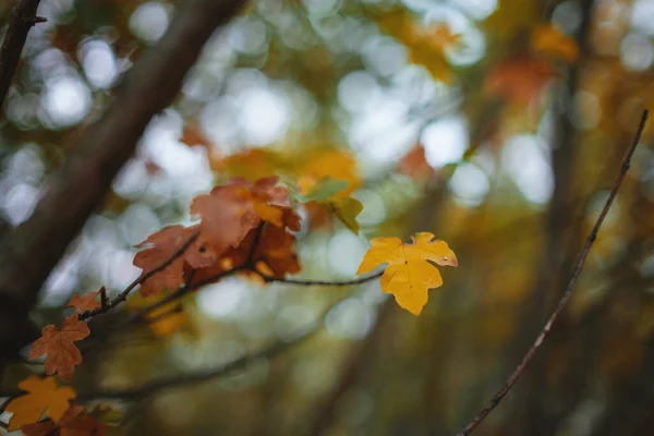 在柔和的光线下 紧贴橙色秋天树叶的图像 古色古香 秋色背景 — 图库照片