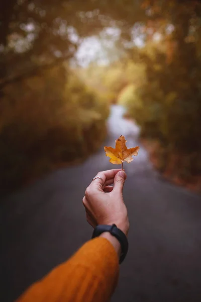 Female Hand Holding Yellow Leaf Middle Road Forest Surrounded Autumn — Stock Photo, Image