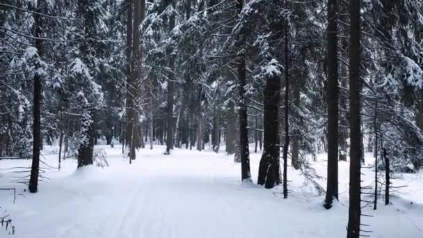 Wintersneeuw Valt Met Sneeuwvlokken Bosbomen Een Wandeling Langs Een Bosweg — Stockvideo