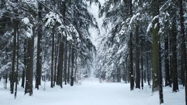 Chutes Neige Hivernales Avec Flocons Neige Arbres Forestiers Une Promenade — Video