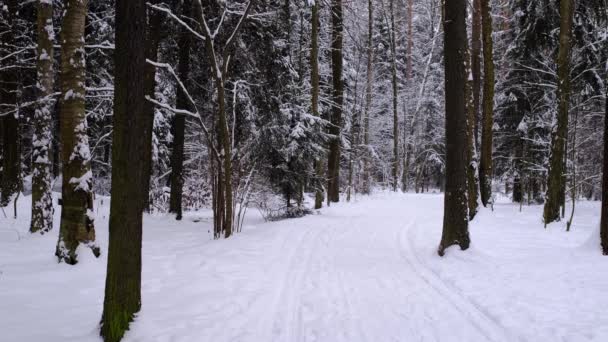 Chutes de neige hivernales avec flocons de neige et arbres forestiers — Video
